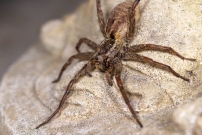 La Lycose tarentuline ou Tarentule radie ou Fausse tarentule ou encore Hogna raye. Une femelle (Araneae - Lycosidae - Hogna radiata)